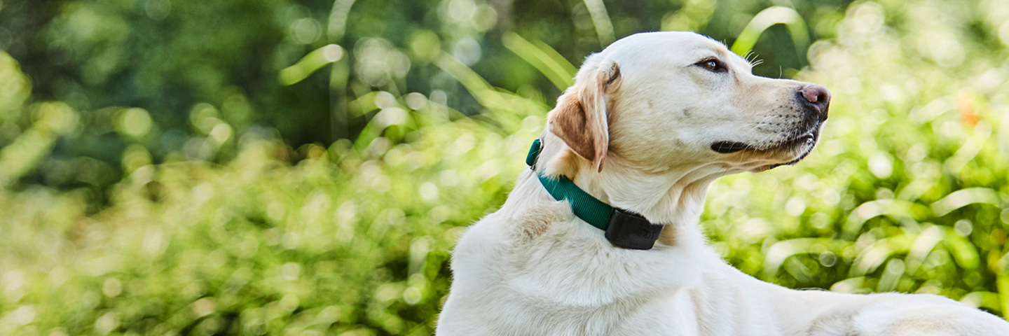 DogWatch of the West Virginia Panhandle, Gerrardstown, West Virginia | 1200Fence Slider Image