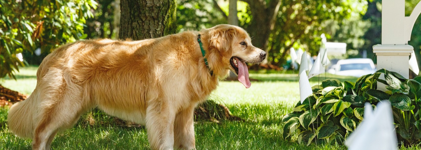 DogWatch of the West Virginia Panhandle, Gerrardstown, West Virginia | Outdoor Hidden Dog Fences Slider Image