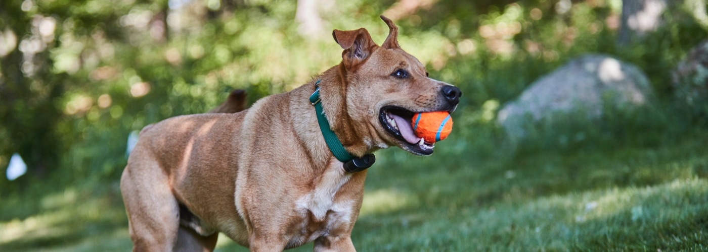 DogWatch of the West Virginia Panhandle, Gerrardstown, West Virginia | ProFenceX Slider Image